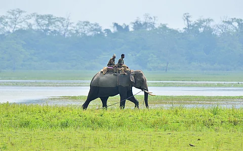 Rangers travel on elephant back in Kaziranga National Park