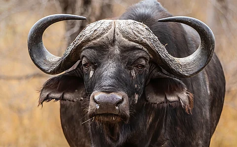 An African Cape Buffalo