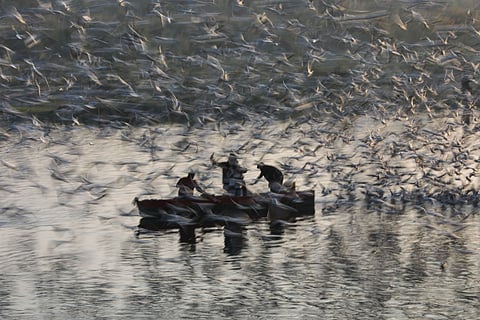 When Delhi’s winter provides some warmth to its Siberian guests