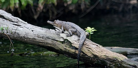 742 species of flora & fauna discovered between 2013 and 2024 in Central Africa’s Congo Basin: WWF