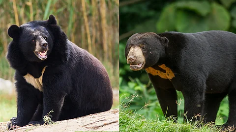 (Left) Asiatic black bear and (Right) Malayan sun bear