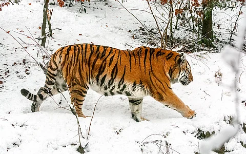 Critically important Southwest Primorye subpopulation of Russian Amur tigers not genetically diverse: Study