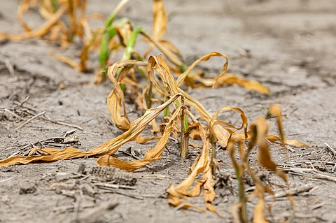 COP16: Future of food production uncertain as aridification threatens 40% of Earth’s arable lands, finds UN report