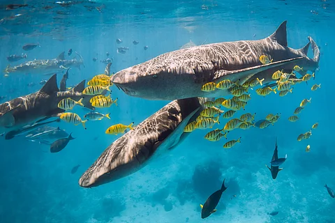 Warming waters could endanger all fish in tropical & subtropical regions, warns UNESCO