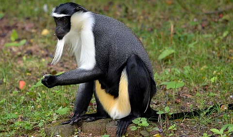 Barely 25% of world’s tropical rainforests are in good condition