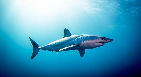 In a first, mako shark in the Mediterranean tagged by Virginia Tech researchers