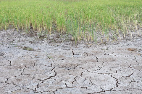 Excessive salinity reduces the fertility of soils and severely impacts environmental sustainability