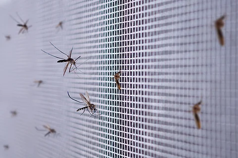 Malaria cases surge in 2023, but deaths decline to pre-COVID numbers: WHO