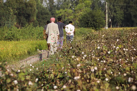 Cotton cultivators in Punjab face double whammy of climate change and pest attacks