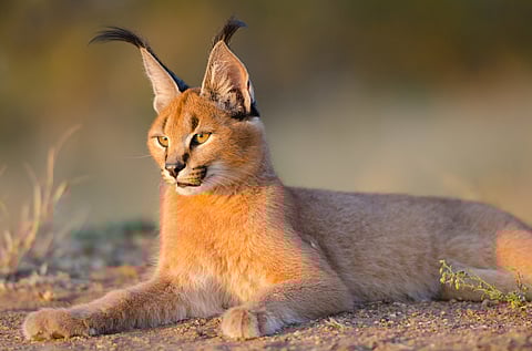 Cat videos and wild caracals: how the internet’s viral trends can help conservation