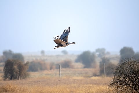 It's race against time for Rajasthan to save its last remaining great Indian bustards
