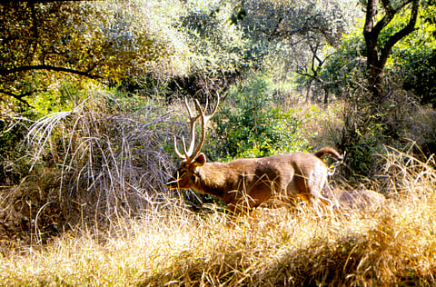 Caught up between faith and forest, it is a tightrope walk for authorities at Sariska Tiger Reserve