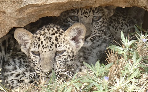 Critically endangered Arabian leopard triplets born in Saudi Arabia