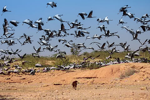 Demoiselle cranes being chased by a free-ranging dog in Rajasthan
