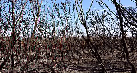 Current climate change trends push biodiversity to irreversible loss: IPBES Nexus Report