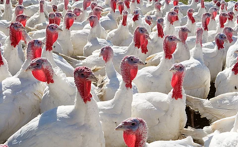 More than 500 species infected, 300 billion birds dead due to avian flu H5N1: WHO