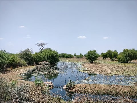 Dhawa Doli: Here is why the wildlife of this ‘oran’ near Jodhpur city is in danger