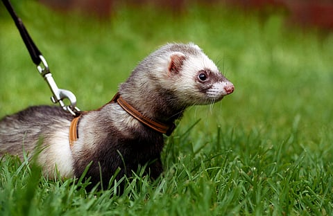 Pet ferrets are not fully domesticated and often escape, establishing feral groups that breed nine times a year and damage the environment