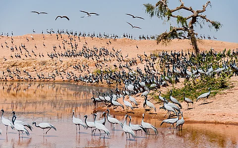 Map sacred groves, notify them as forests, community reserves: Supreme Court to Rajasthan
