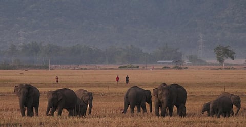 A herd of elephants in a harvested paddy field in Assam