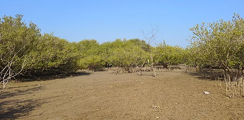 Forest cover increases, but degradation, decline in density seen inside recorded forests: SOFR 2023