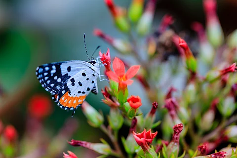 The review highlighted uncertainties in detecting whether biodiversity has been conserved or restored, as trends like butterfly populations need long-term data. Short- to medium-term assessments may misjudge biodiversity credit projects, either unfairly rewarding or penalising them.