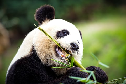 The giant panda’s diet is almost 100% bamboo
