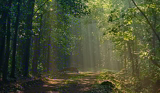 DTE Coverage: State of Forest 2023