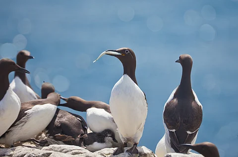 Researchers found that the murre population in 13 monitored colonies plummeted by 52%-78% per cent between 2014 and 2016
