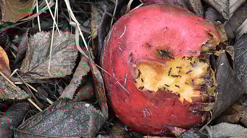 ‘One of the most important species for science’: how humble fruit fly transformed 4 fields of research