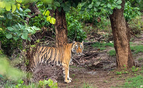 With tigers now moving frequently out of Sariska, here is why Alwar has always been their haunt