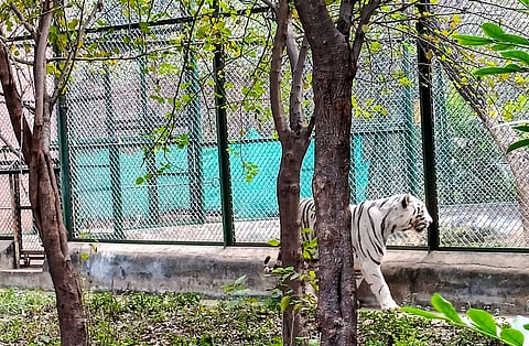 Maharashtra: 3 tigers, 1 leopard die of H5N1 bird flu in Nagpur zoo leaving authorities alarmed