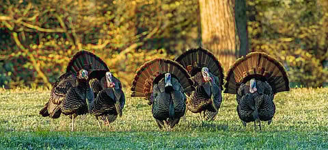 Male turkeys