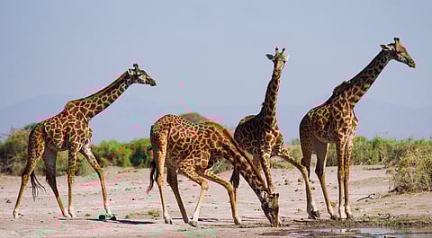 New research supports hypothesis of there being 4 species of giraffe, not one
