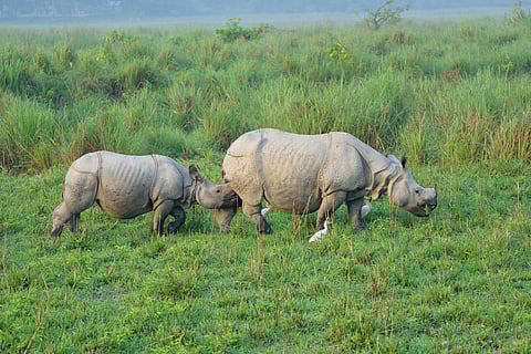 Rhinoceros at the Kaziranga National Park