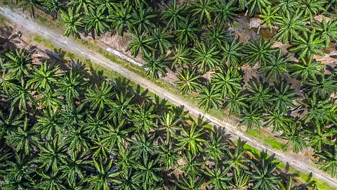 Selective logging and the conversion of forests to oil palm plantations were linked to severe biodiversity loss