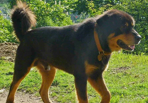 Gaddi dog of the Himalayas recognised by ICAR-NBAGR Karnal
