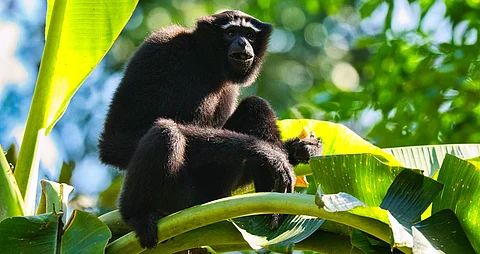 Centre clears oil & gas exploratory drilling in Hollongapar Gibbon Sanctuary