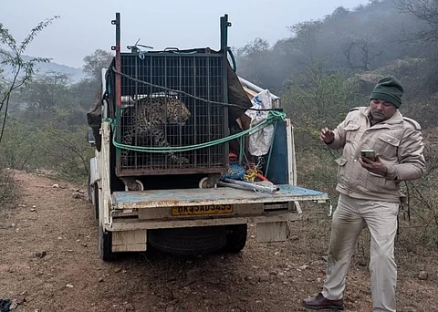 Leopard enters Sohna near Gurugram; rescued and released back in the wild