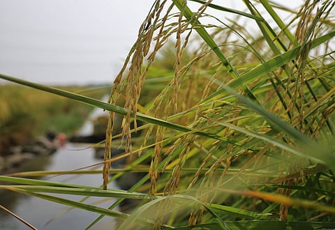India’s water depletion worsens as paddy takes a toll on groundwater
