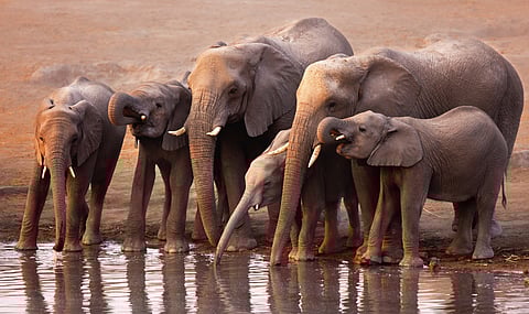 Human-elephant incidents at water points often have a greater impact on communities, the researchers found