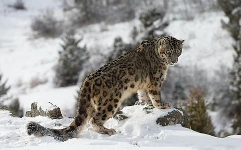 Sanjiangyuan of China’s Qinghai-Tibet regions holds 1,000 snow leopards, making it a bastion of species: Study