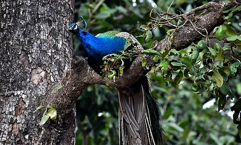 The peacock from Amangarh