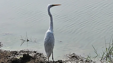This year’s mid-winter bird survey recorded 1,127,228 birds of 196 species