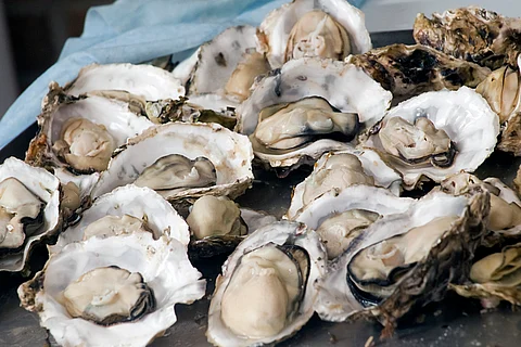 Oyster ‘blood’ holds promise for combating drug-resistant superbugs: New research