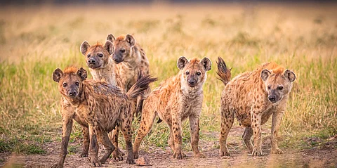 A pack of Spotted Hyenas