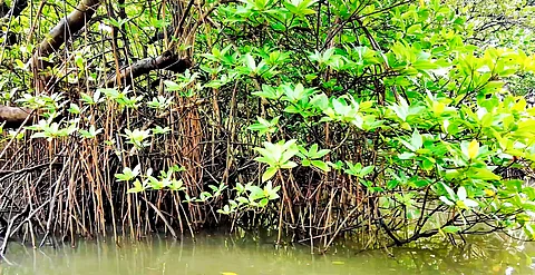 Explained: What is blue carbon?