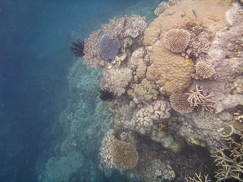 Catastrophic coral bleaching strikes southern Great Barrier Reef, 44% of corals lost