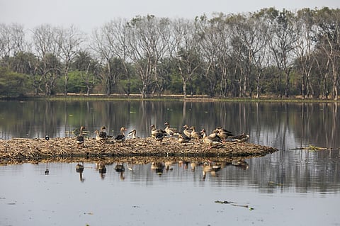Saving Surajpur wetland in Greater Noida