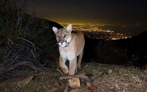 Mountain lion kittens would have certainly perished in LA wildfires: Sanjay Gubbi
